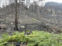 FOTOREPORTÁŽ: Obraz zkázy i obnovy. Národní park čtvrt roku po ničivém požáru