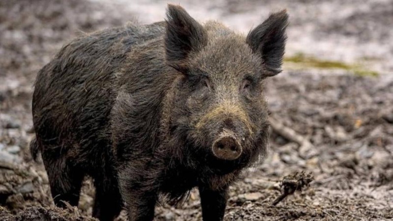 Ilustračn&iacute; sn&iacute;mek. Zdroj: Pixabay / CC0