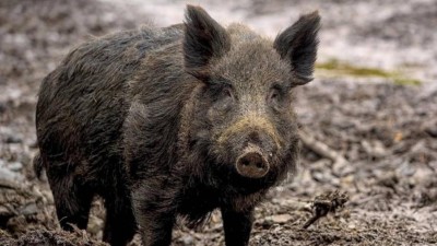 Smrtelně nebezpečn&aacute; n&aacute;kaza pro psy "na dohled" od Loun