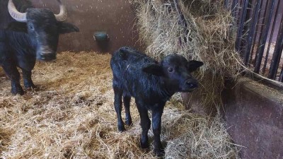 V Zooparku se narodila buvolí holčička. Mládě se dnes přidá ke stádu ve výběhu