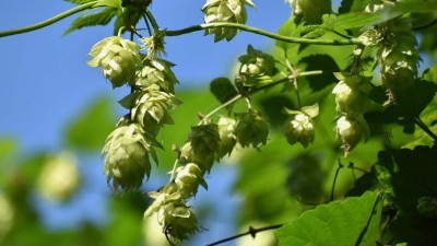 Chmelaři si zvolili nové vedení