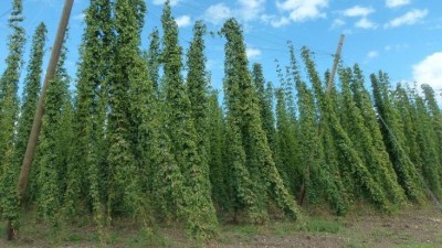 T&yacute;den v Žatci: chmelařsk&aacute; beseda, robotick&aacute; sobota, komentovan&aacute; proch&aacute;zka