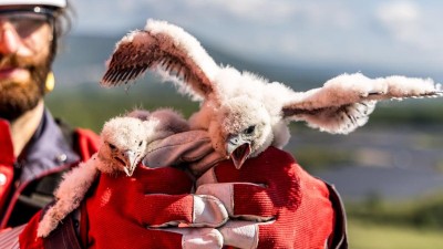 Kroužkování mláďat sokolů v Litvínově se uskutečnilo už na konci dubna. Foto: ORLEN Unipetrol
