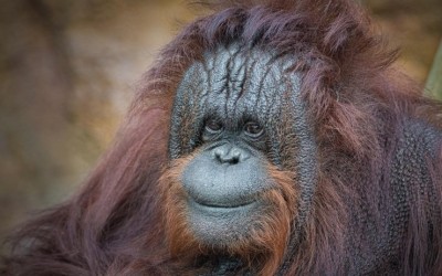 Samice orangutana bornejského Ňuňinka už je ve Francii. V zoo zůstal pouze samec Ferda