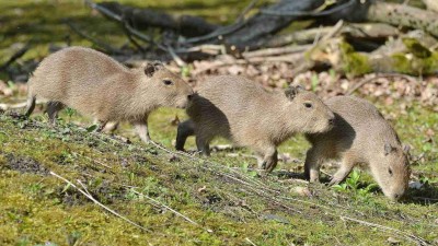 FOTO: Zoo v Děčíně se raduje z kapybařích trojčat