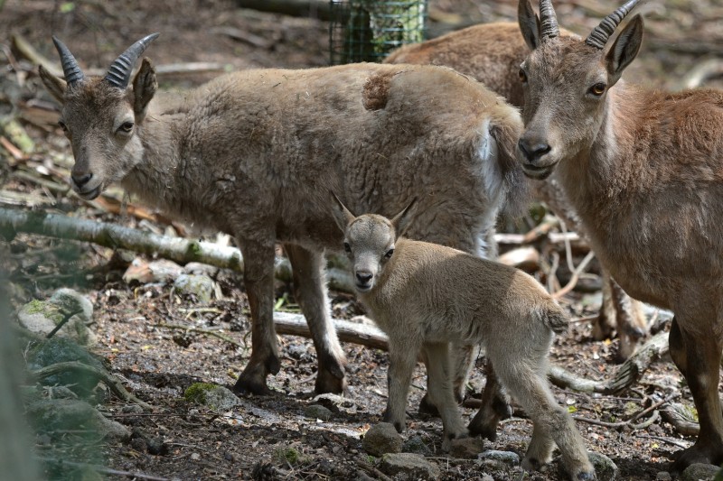 Mládě kozorožce kavkazského. Foto: Zoo Děčín