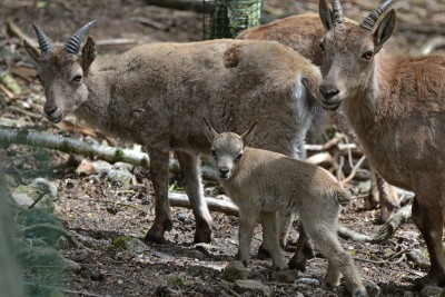 Vzácným kozorožcům kavkazským se v děčínské zoo daří. Na svět přivedli další potomky