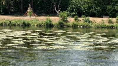 FOTO: Řeku Ohři zdobí tisíce malých bílých kvítků. Ve vodě vykvetl lakušník