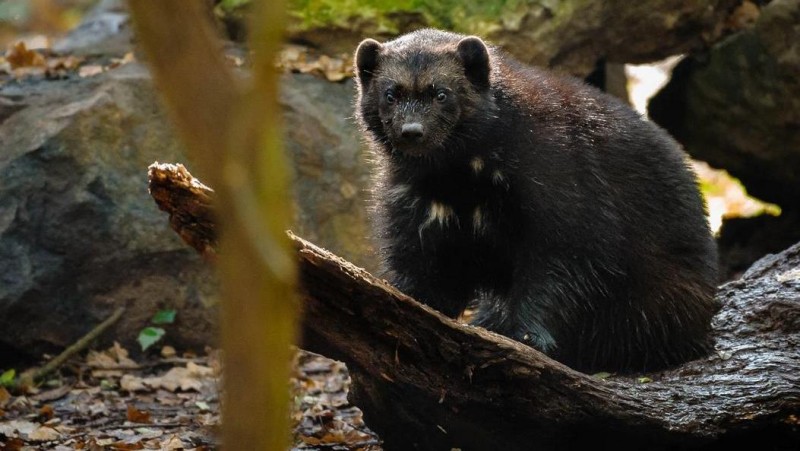 Rosomáci v chomutovském zooparku. Ilustrační foto: Zoopark Chomutov