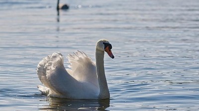 Případem utýraných kachen a labutí v Zámecké zahradě se zabývá kriminálka, žádá veřejnost o pomoc