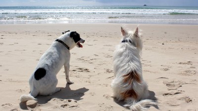 Berete svého zvířecího miláčka na dovolenou? Tohle jsou pravidla pro cestování se zvířaty do zahraničí