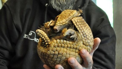 Děč&iacute;nsk&aacute; zoo m&aacute; nov&eacute;ho obyvatele: Bizarn&iacute; p&aacute;sovec kulovit&yacute; se dok&aacute;že stočit do dokonal&eacute; koule