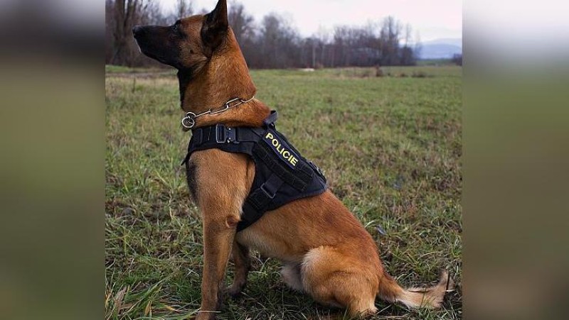 Služební pes Gunner. Foto: Policie ČR 