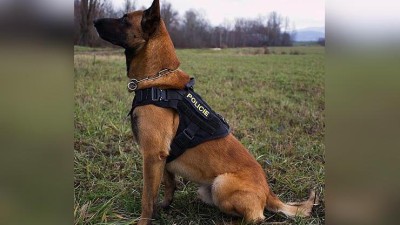 Služební pes Gunner. Foto: Policie ČR