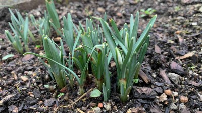 Na zahradách se začínají objevovat první poslové jara! Může za to teplá zima, říkají botanici