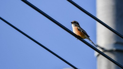 Ornitologové a energetici spolupracují na ochraně ptactva zabezpečováním vysokého napětí