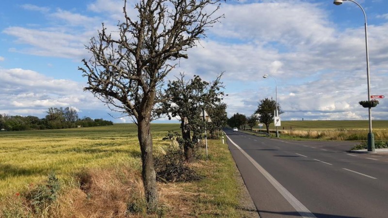 Hrušková alej směrem na Holedeč. Foto: MÚ Žatec