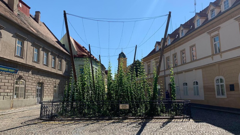 Jednou z turistických atrakcí je nejmenší chmelnička na světě v Žatci. Foto: Jitka Fárová