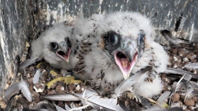 Na komínech a chladících věžích už začíná „sokolí rojení“. Zatímco samice zahřívají vejce, samci loví potravu