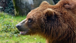 Medvěd Bruno slaví. Foto: ZOO Děčín