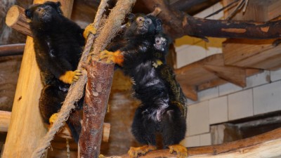 V děčínské zoo mají nový přírůstek. O mládě žlutorukého tamarína se stará samec