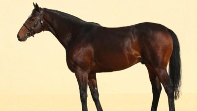 Kadyrovův kůň ukraden nebyl, uvedla policie. Čečensk&yacute; vůdce si ho s&aacute;m nechal přiv&eacute;zt domů