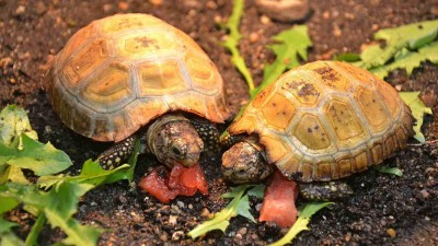 FOTO: Dva druhy želv jsou novými obyvateli děčínské zoo