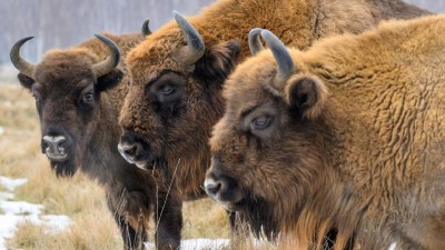 Na severozápadě Čech vzniká nová rezervace pro zubry a divoké koně. Pomůže ochránit unikátní přírodu Doupovských hor