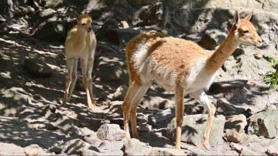 FOTO: Dalším přírůstkem v děčínské zoo je mládě vikuni