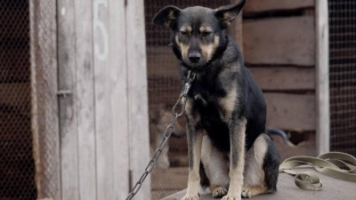 Z&aacute;kaz uvazov&aacute;n&iacute; psů! Hroz&iacute; vysok&eacute; pokuty i odebr&aacute;n&iacute; zv&iacute;řete