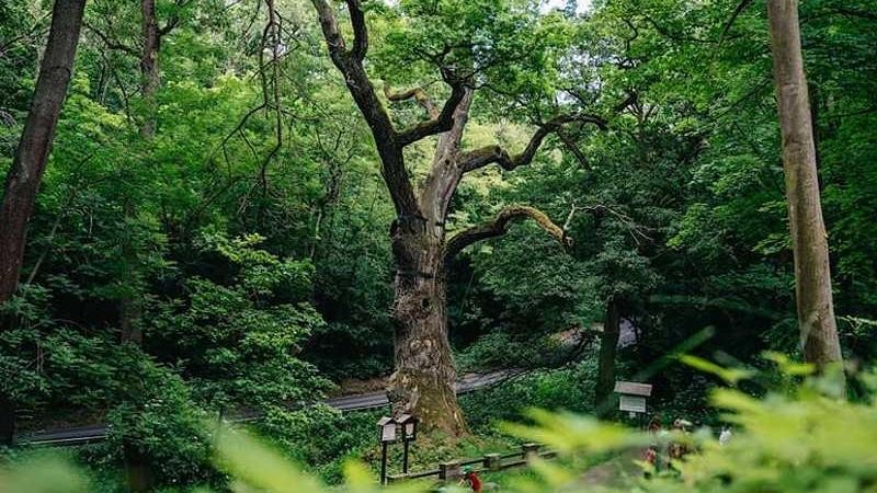 Foto: www.stromroku.cz