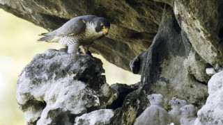 Sokol stěhovavý s mláďaty na skalním hnízdě v Českém Švýcarsku. Foto: Václav Sojka