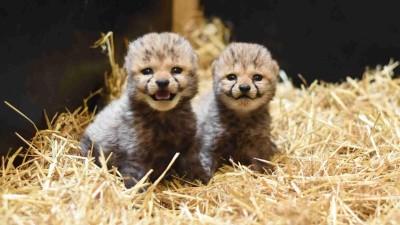 Mláďata gepardů štíhlých. Foto: Zoo Ústí nad Labem