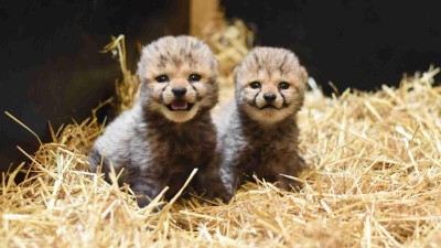 Ústecká zoo se může pochlubit novým přírůstkem! Narodila se tam mláďata gepardů štíhlých