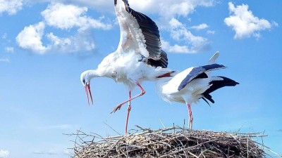 Úspěšný rok čápů bílých: mláďata vylétla z více než 830 hnízd