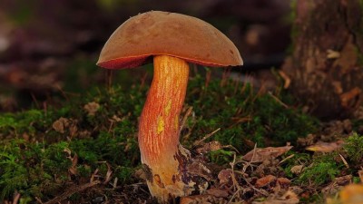 Lidé vyrážejí do lesů na houby. Umíte se orientovat v neznámém terénu?