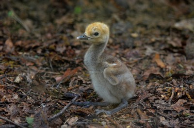 Jeřábi panenští z děčínské zoo mají potomka. Úzkostlivě se o něj starají