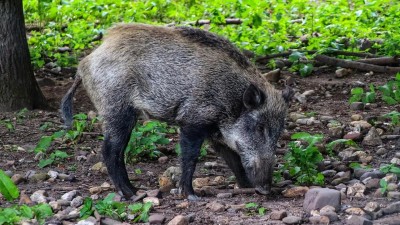 V Německu a Polsku se objevil africký mor prasat. Hrozí, že se nákaza rozšíří i do Ústeckého a Libereckého kraje