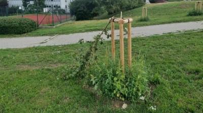 Vandalové zničili další veřejný majetek, tentokrát mladé stromky v Podměstí