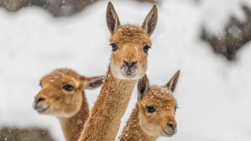 Foto: Zoo Děčín