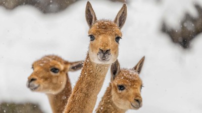 Zkraťte si čekání na Ježíška návštěvou zoo zdarma