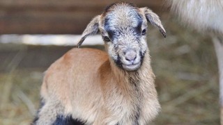 Malá Valentýnka. Foto: Zoo Děčín