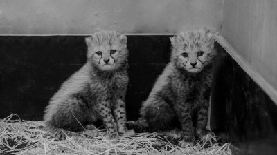 Smutná zpráva ze zoo: Zemřelo i druhé mládě geparda štíhlého