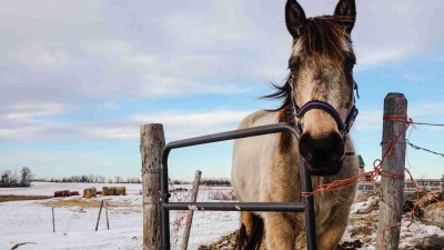 Máte zvířata? Musíte jim v mrazech zajistit vhodné podmínky, varují veterináři