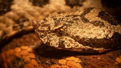 Poprv&eacute; se n&aacute;v&scaron;těvn&iacute;kům ter&aacute;rium otevřelo i v zimě. Foto: Zoopark Chomutov/V&iacute;t Luk&aacute;&scaron;