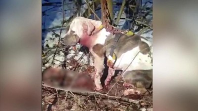 Podř&iacute;zl fenku a nechal ji v lese vykrv&aacute;cet: Soud poslal tyrana do vězen&iacute;