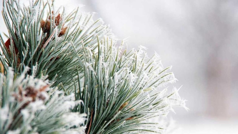 Ilustrační foto: Pixabay / CC0