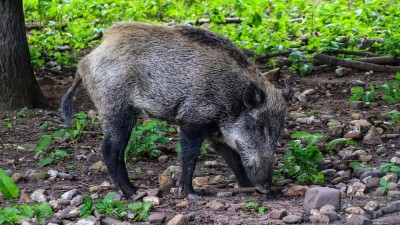 V Polsku i v Německu je africký mor prasat na postupu, opět se přiblížil k české hranici