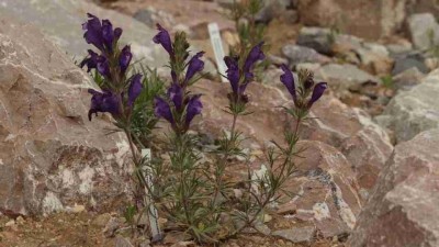 Botanická zahrada Teplice se zapojuje do ochrany ohrožených druhů české flóry. Zaměří se na koniklec otevřený