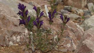 Koniklec otevřený. Foto: Botanická zahrada Teplice